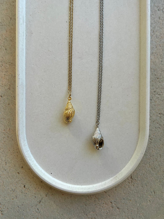 Seashells